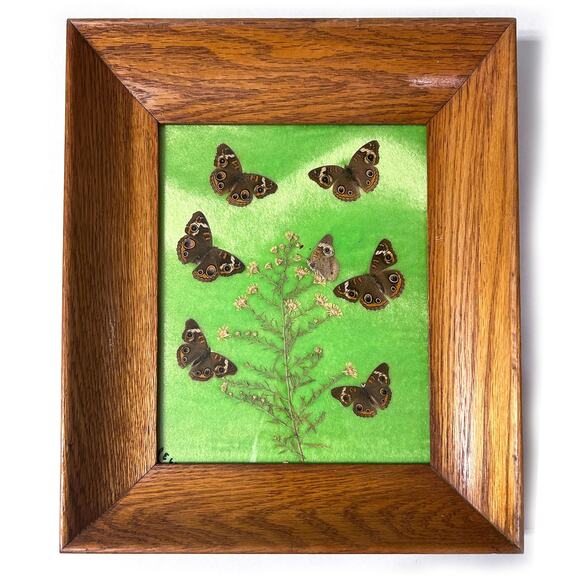 Vintage Framed Taxidermy Butterfly Buckeye Art Specimen Collection Curiosities - Picture 1 of 10